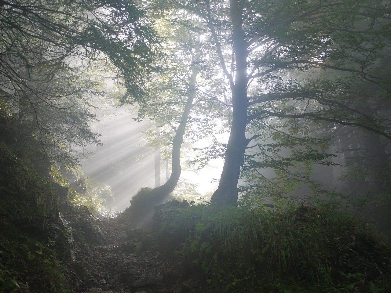 Forest in mist.