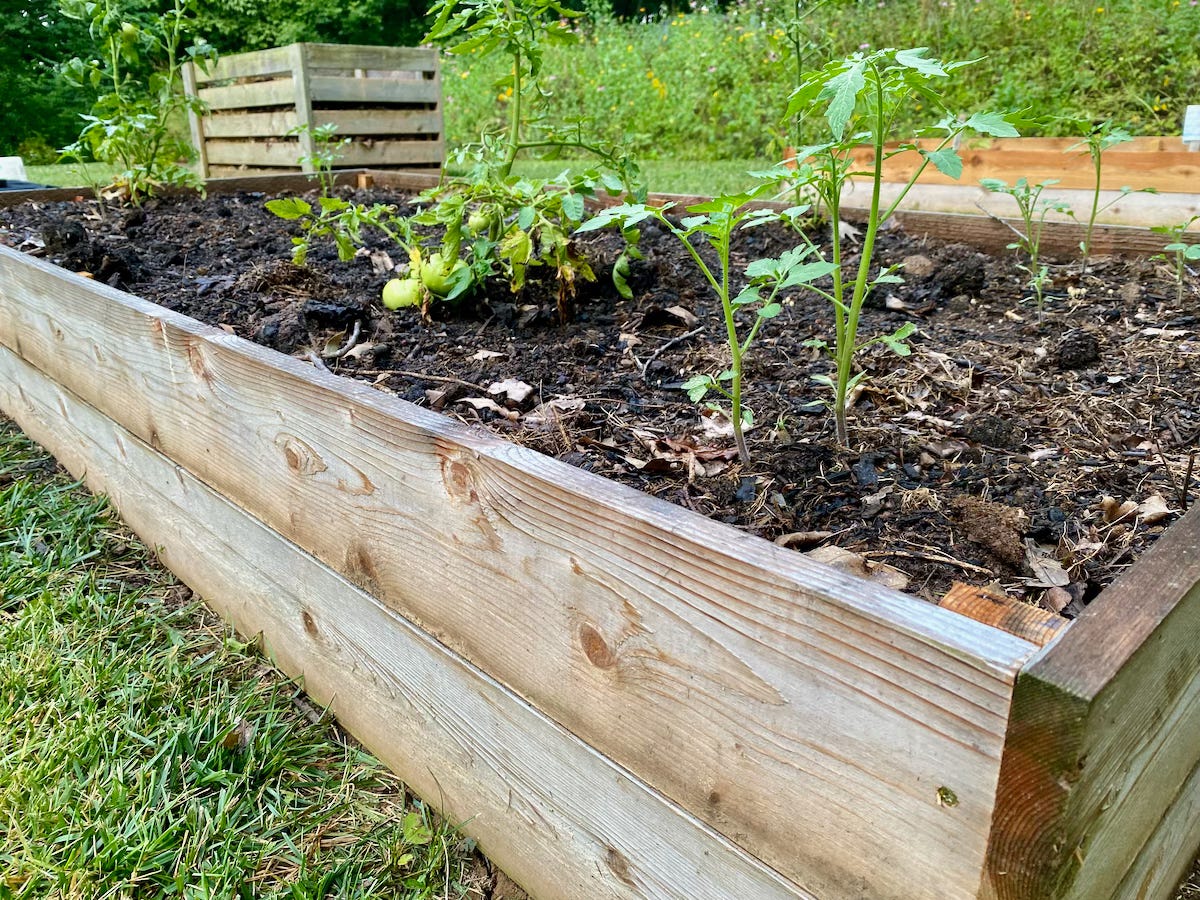 Tomatoes grow in a raised garden bed. Tomatoes grow in a raised garden bed.