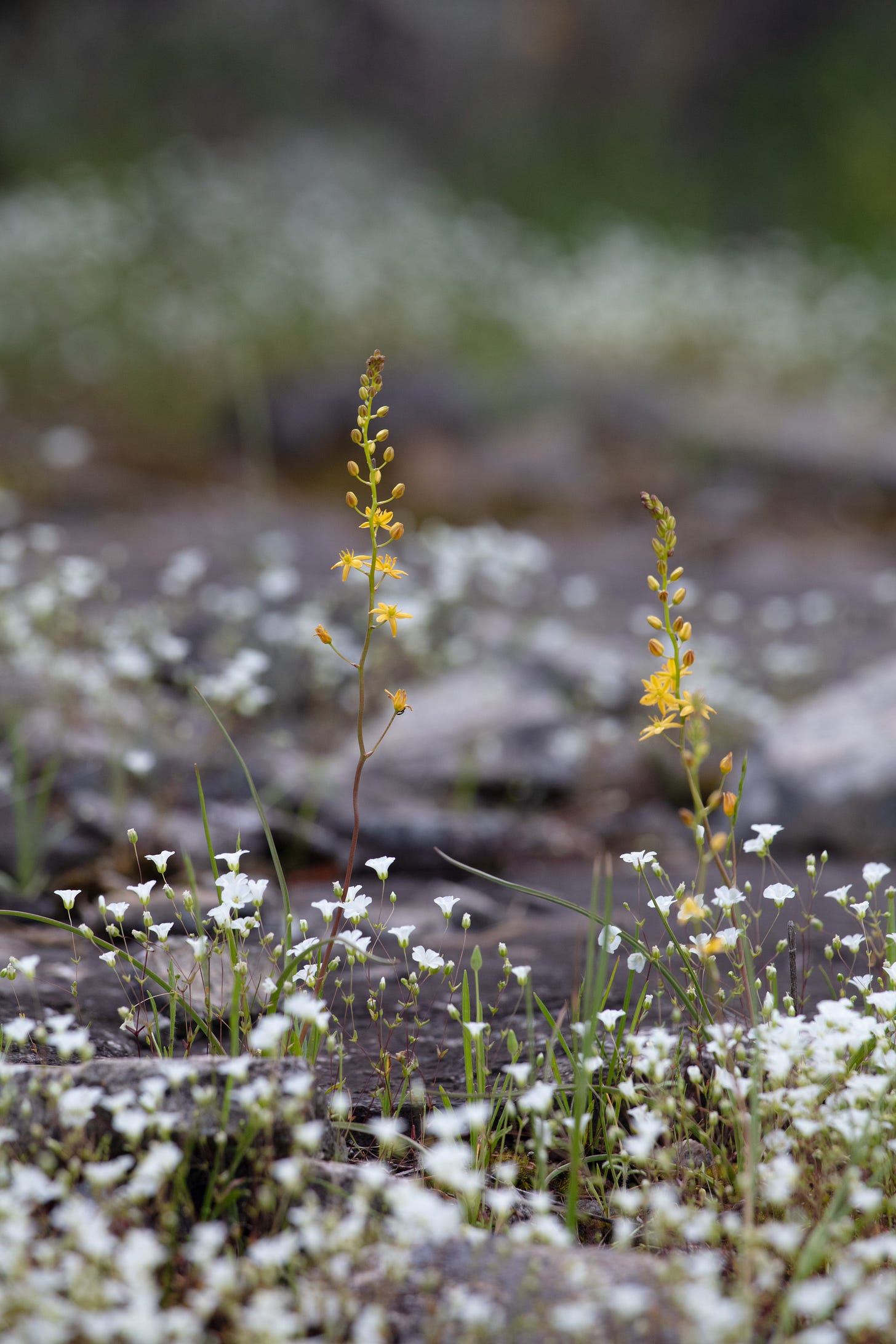 White-flowering sandwort on flatrock with two sunnybells, taller plants with a single stalk of small yellow flowers, in their midst