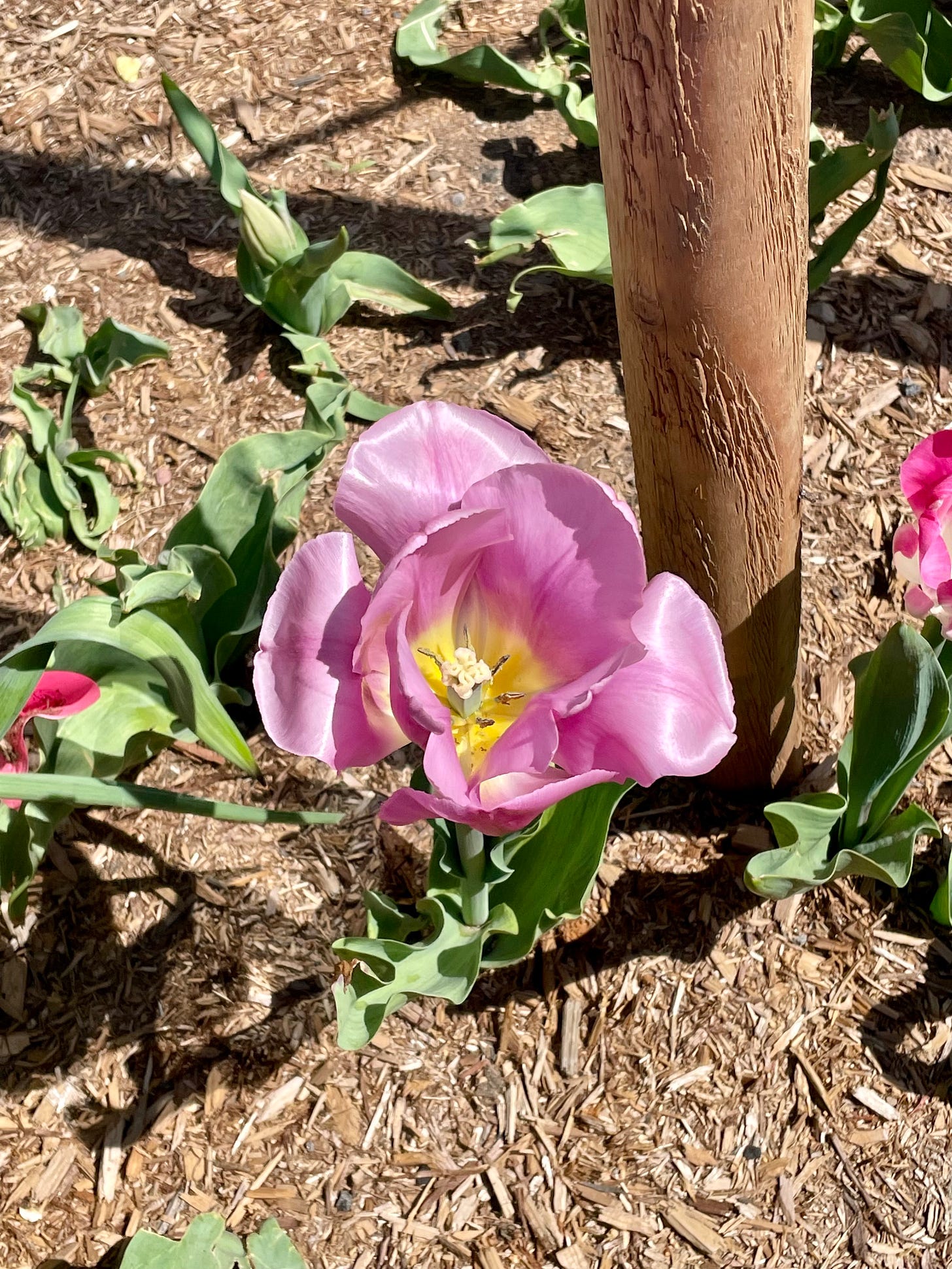 ID: Close up view of a pink flower. 