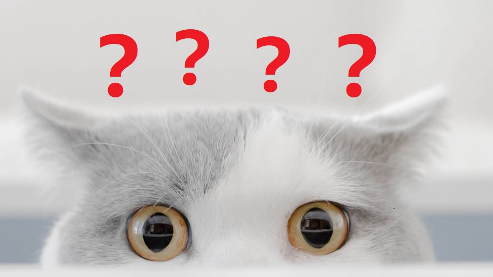 Why are cats in Poland causing problems for wildlife? - BBC Newsround Why are cats in Poland causing problems for wildlife? - BBC Newsround