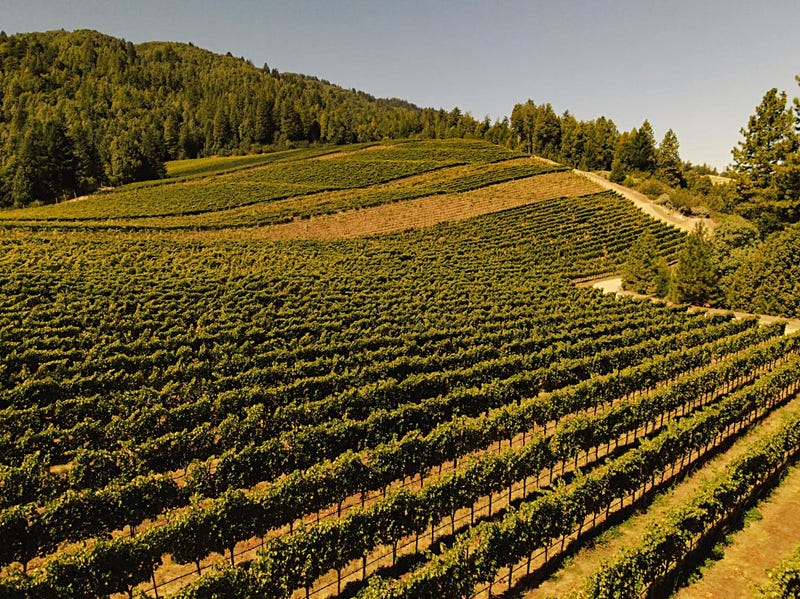 Vineyard scene from the Terratorium Wines Facebook page.