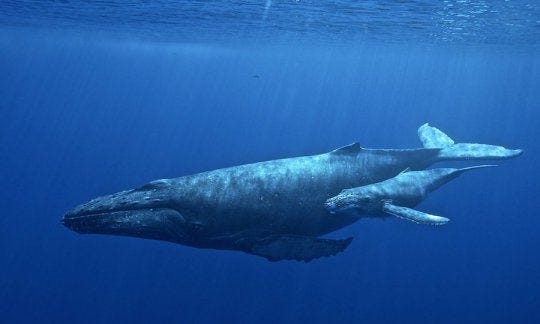A humpback whale mother and baby swimming close to the surface in the ocean