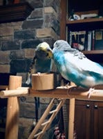 A variety of photos of colorful parakeets