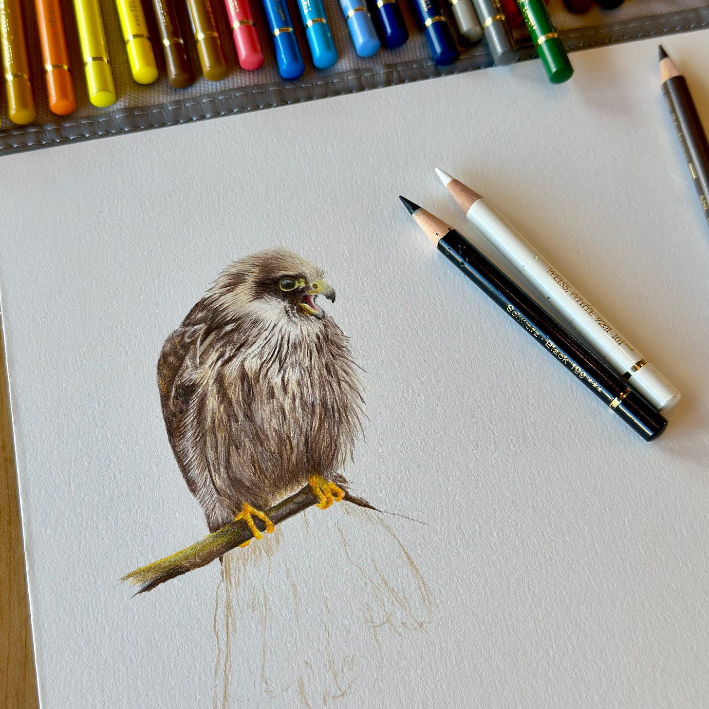 A red-footed falcon work in progress in coloured pencils with pencils in the background.