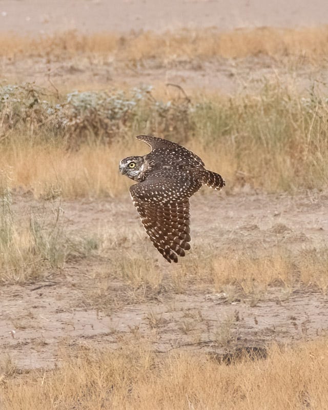 20260825-BurrowingOwl-47-Edit.jpg 20260825-BurrowingOwl-47-Edit.jpg