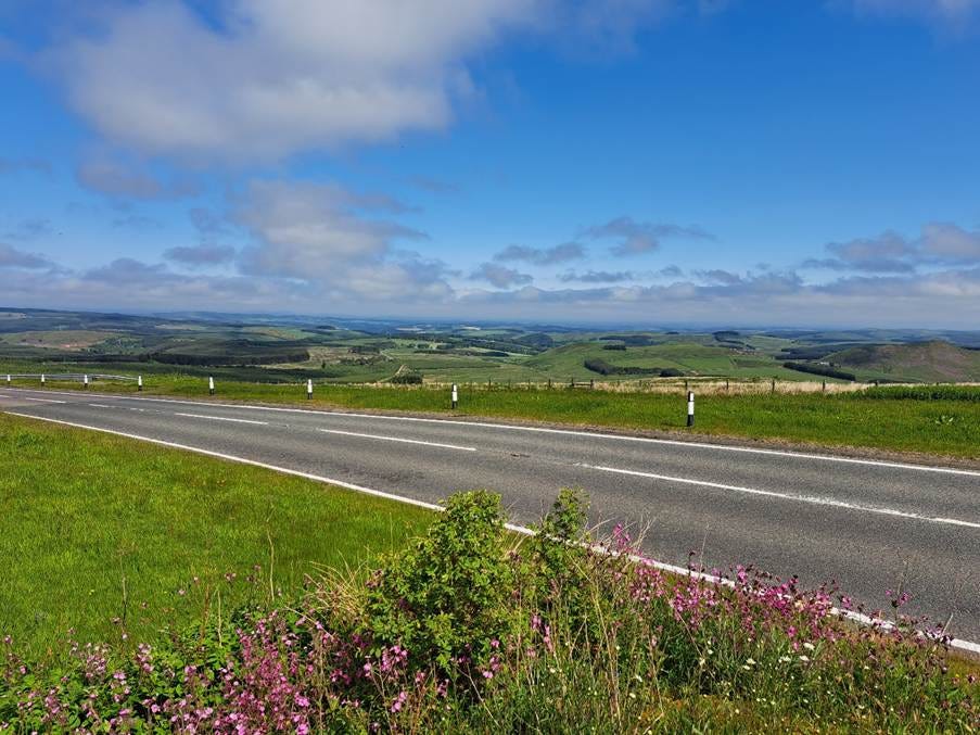 A road with grass and flowers

AI-generated content may be incorrect.