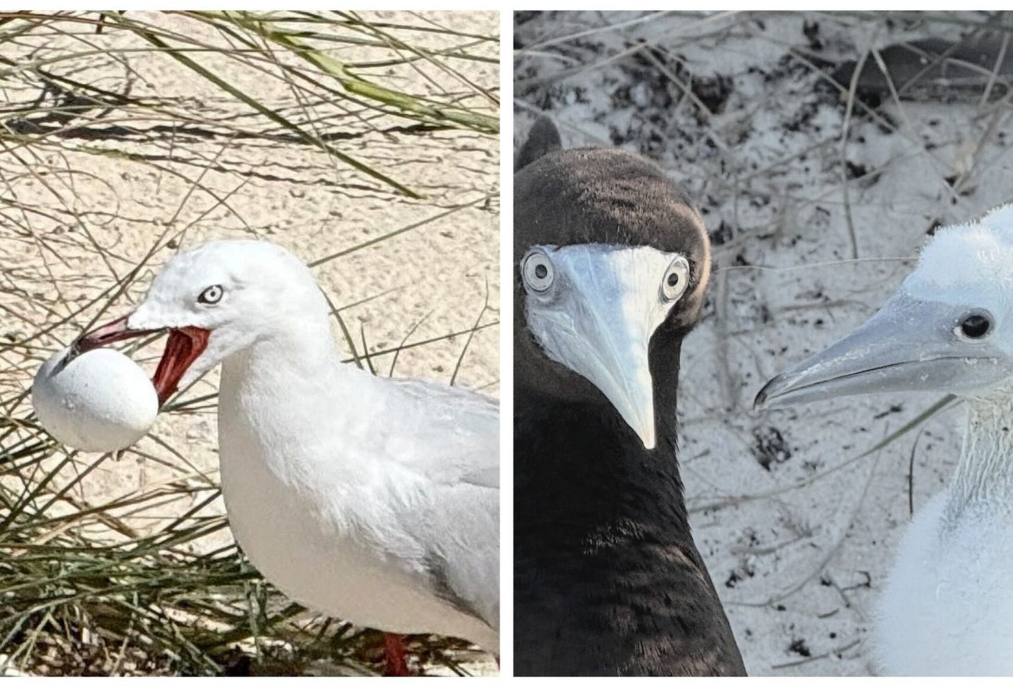 Seagull stealing an egg. Brown Booby and chick.