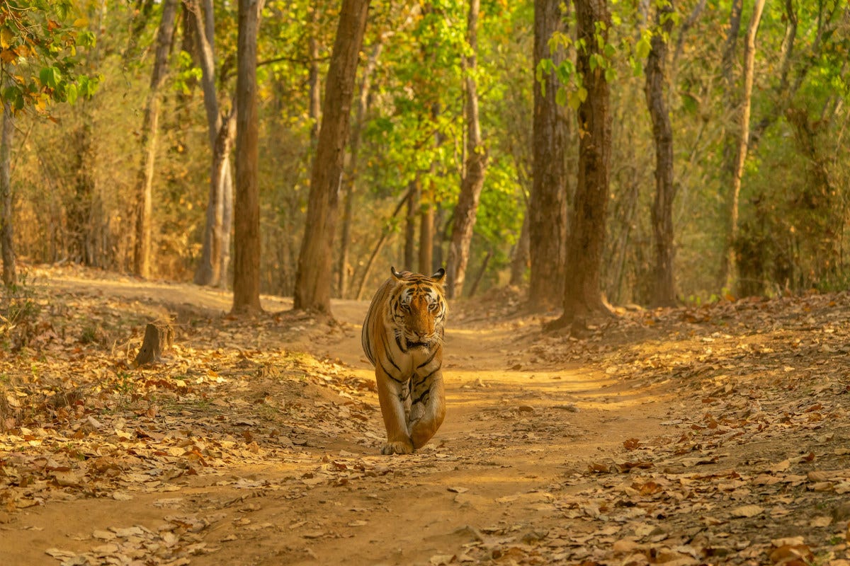 un tigre de Bengala pasea por un bosque de la India, la foto tiene mucho tonos naranjas y marrones