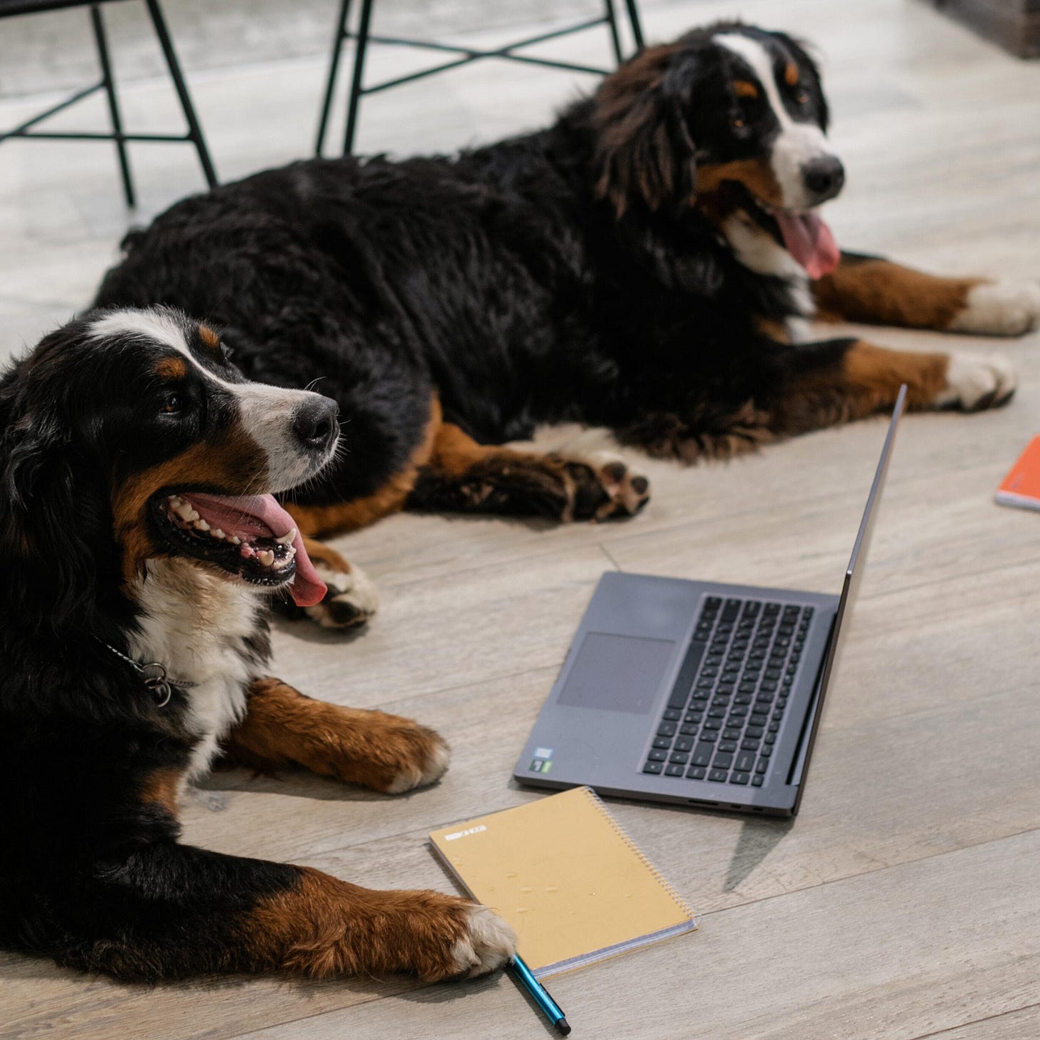 Cute Dogs Lying on the Porch with a Laptop, Notebook and Pen