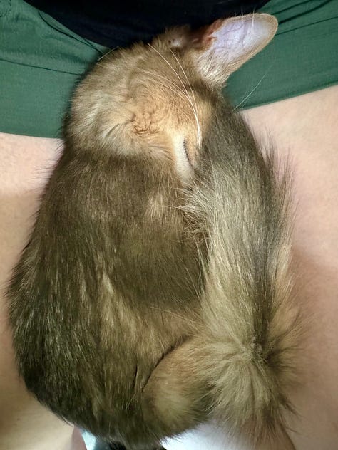 Yuzu the cat, taking a catnap.