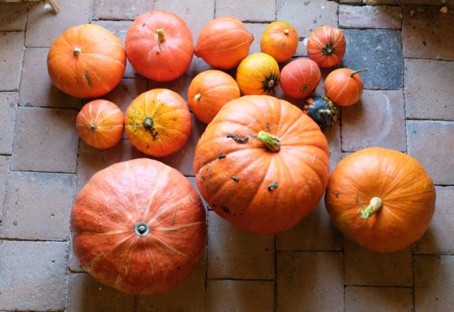1news_pumpkins2016