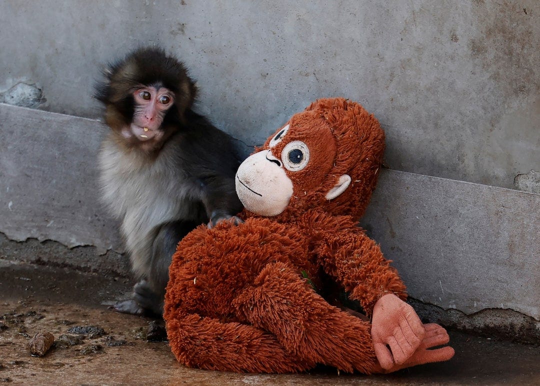Abandoned baby monkey finds comfort in stuffed orangutan, charming zoo visitors | Reuters Abandoned baby monkey finds comfort in stuffed orangutan, charming zoo visitors | Reuters