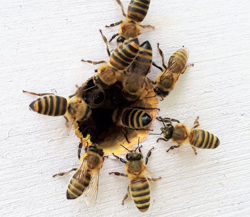 several bees