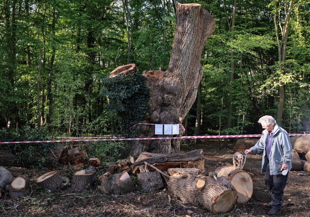 A dog walker with her pet next to the felled trunk of the 450-year-old Guy Fawkes Oak.