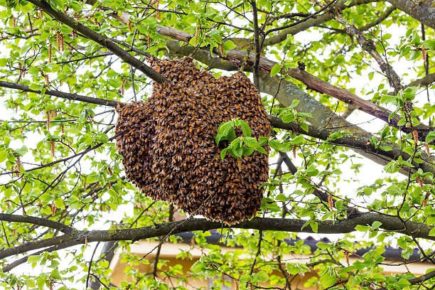 11,100+ Beehive Tree Stock Photos, Pictures & Royalty-Free Images - iStock  | Bees, Bee keeper