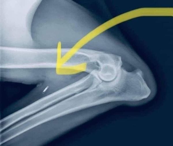 Xray of dog's leg showing that its microchip migrated down from the shoulder to its lower leg