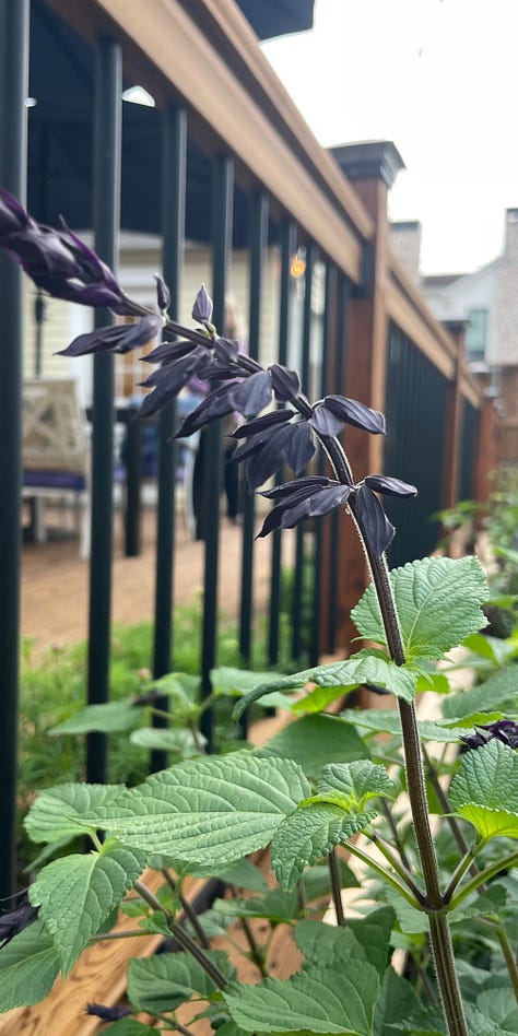 images show close up of flowers and leaves for identification