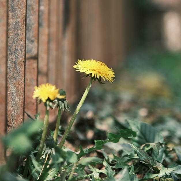 Dandelion flower pushing through ground next to a wall Dandelion flower pushing through ground next to a wall