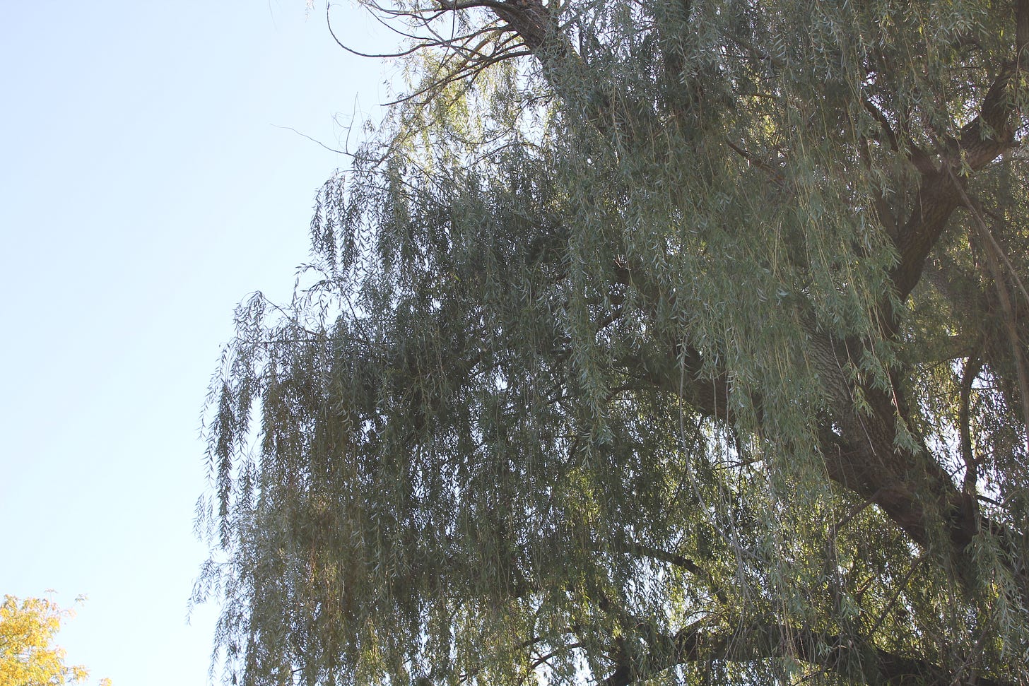 Close-up view of a tall weeping willow tree with long green branches hanging against a clear blue sky.
