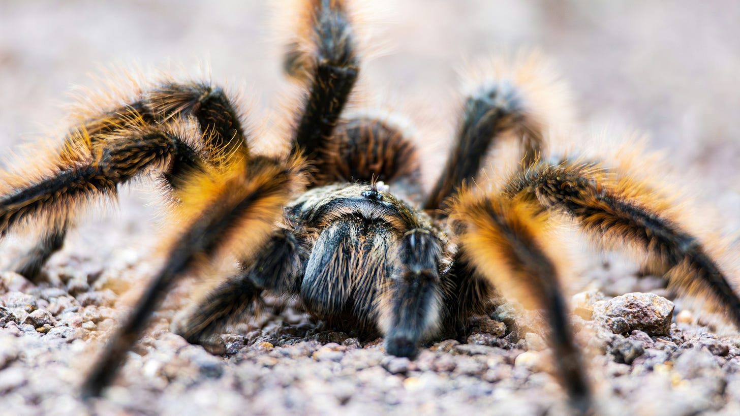 tarantula in Belize