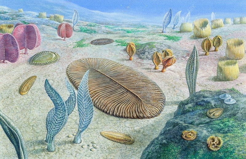 Ediacaran organisms, illustration - Stock Image - C035/4144 - Science Photo  Library