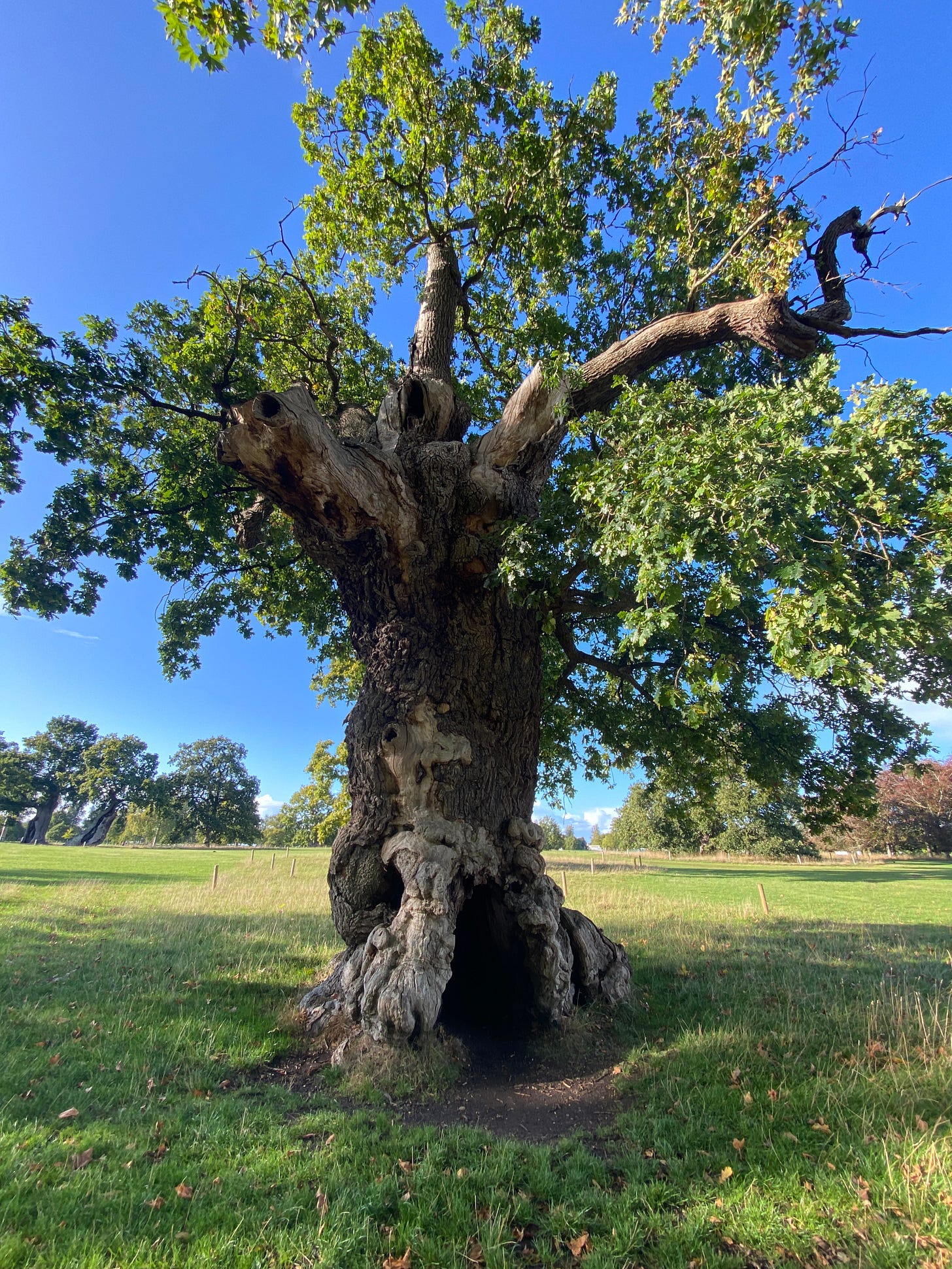 ancient hollow oak tree against a bright blue sky