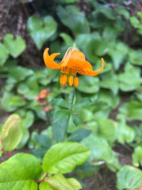 Six flowers, three orange, two purple and one red and yellow