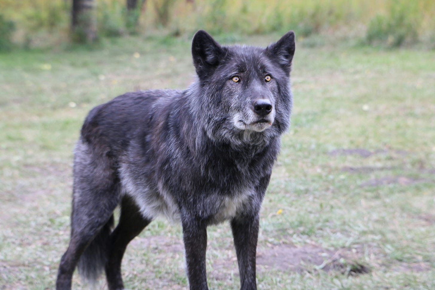 A black wolf standing in a clearing, looking at the viewer.
