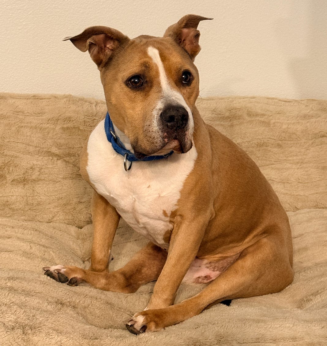 Elvis sitting on his bed looking at something away from the camera