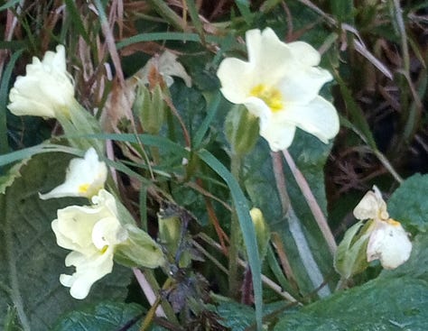 1. Birch against a much welcome blue sky. 2. My First Primrose. 3. A Rainbow of Hope & Blessings.e