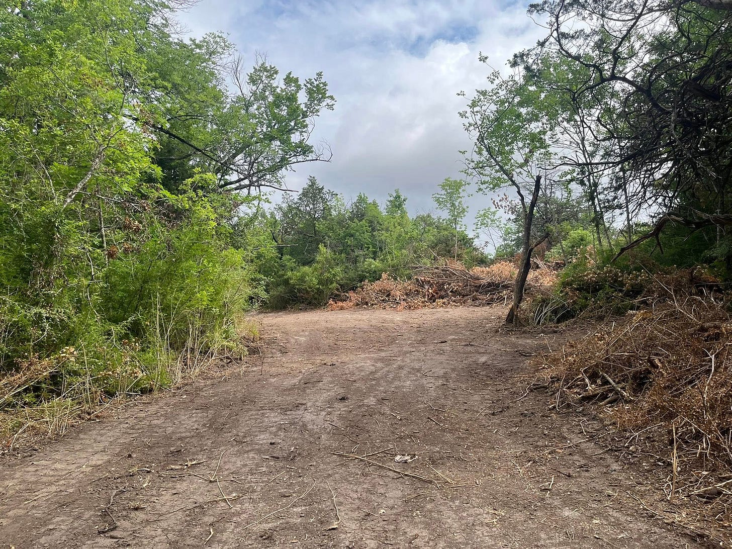May be an image of tree and grass