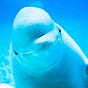 Royal Beluga's avatar