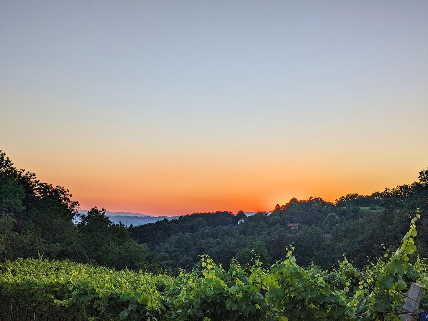 Vineyard with mountains and sunset