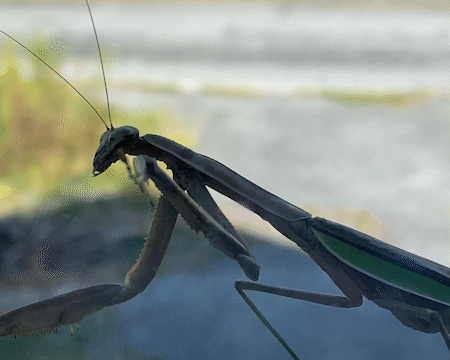 Praying mantis turning its head toward viewer