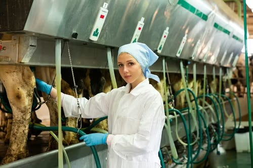 A milker is attaching a milking hose to a cow in a long line of cows in a milking barn.