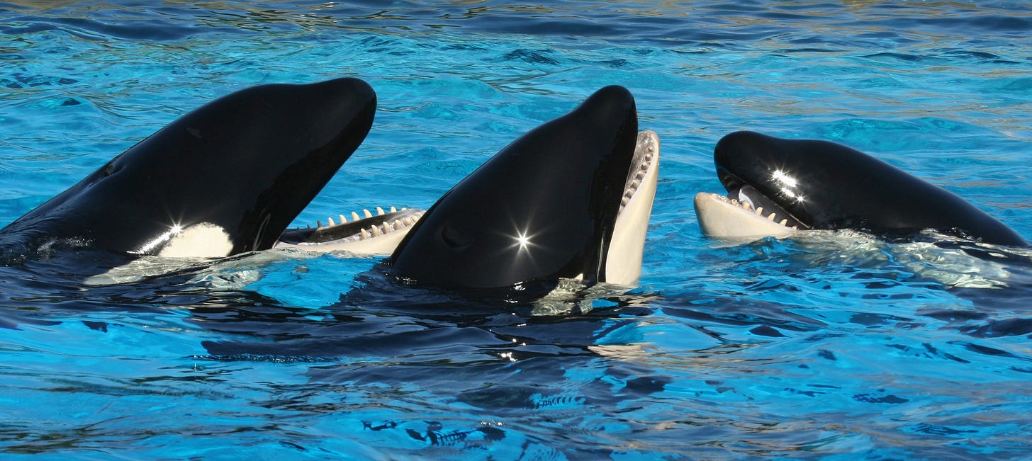 Image of Orcas licensed from Adobe Stock, featuring scary starbursts on their temples. Image of Orcas licensed from Adobe Stock, featuring scary starbursts on their temples.