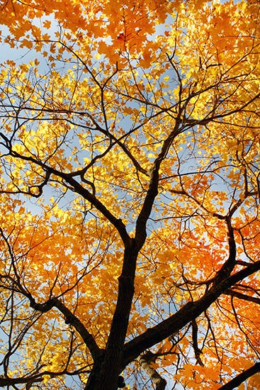 A Generous Helping of Neuroplasticity on Thanksgiving