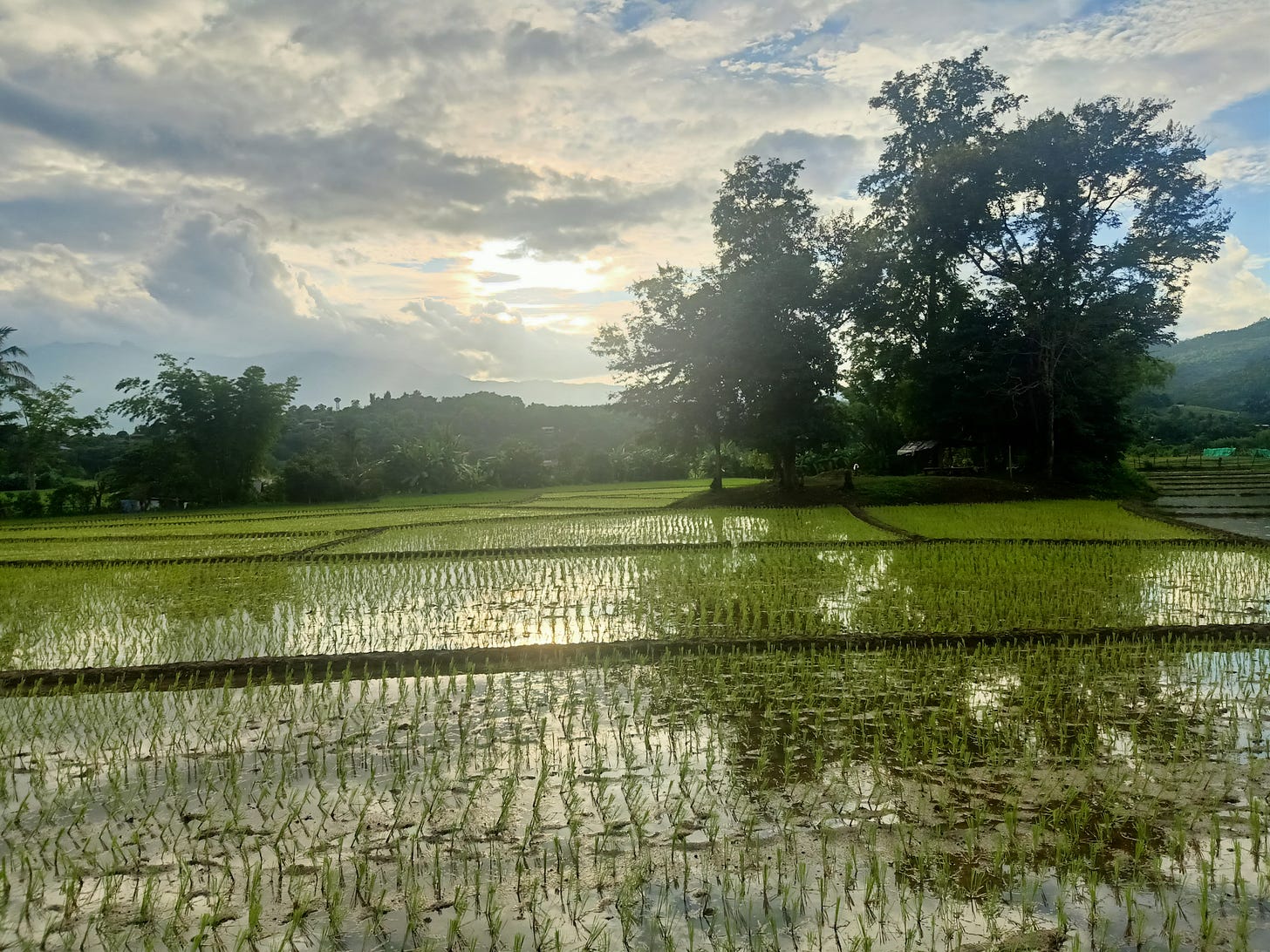 rice fields with the sun setting over the mountains in the background