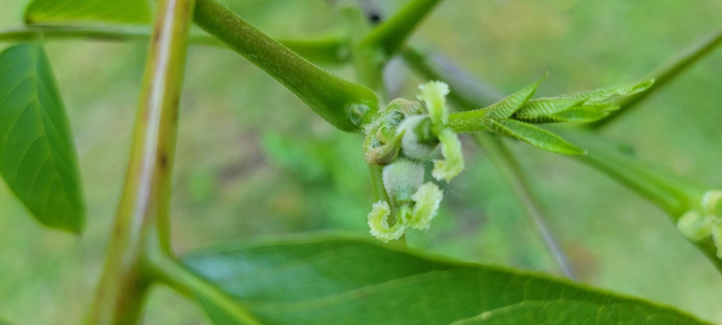 tiny green buds unfurling on the author's Chandler Walnut Tree