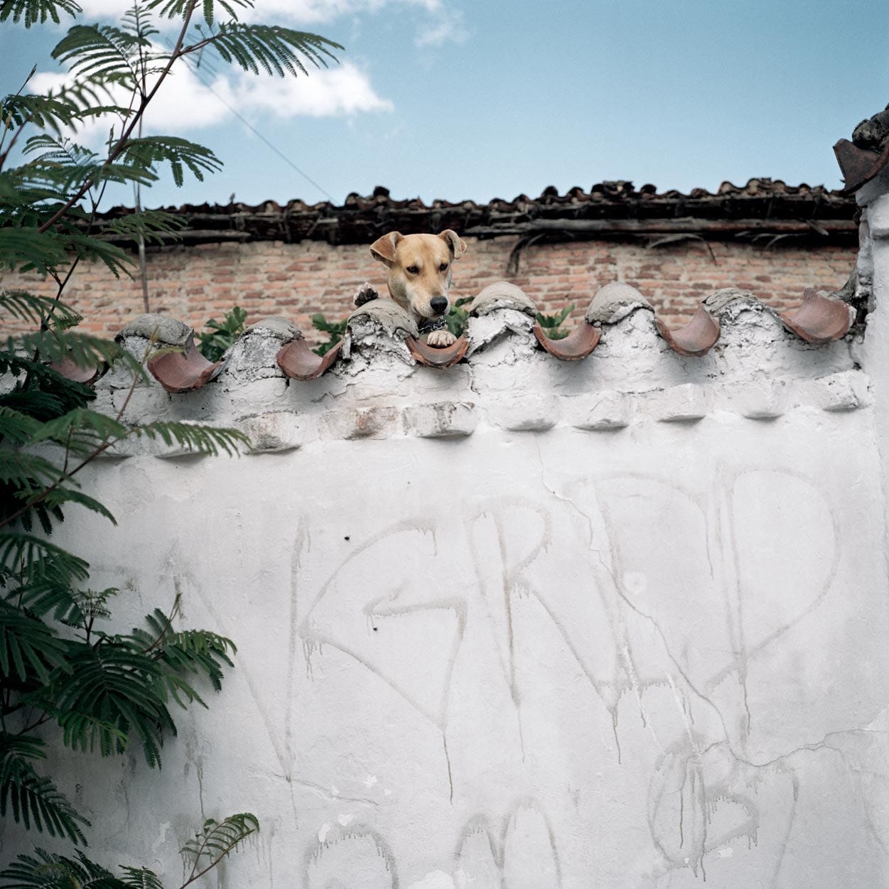 Alec Soth - by Bailey Richardson - Art Dogs