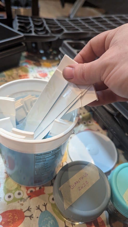 A reused plastic yogurt container filled with cut up plastic to use as plant tags, an open palm with several white-coated cabbage seeds.