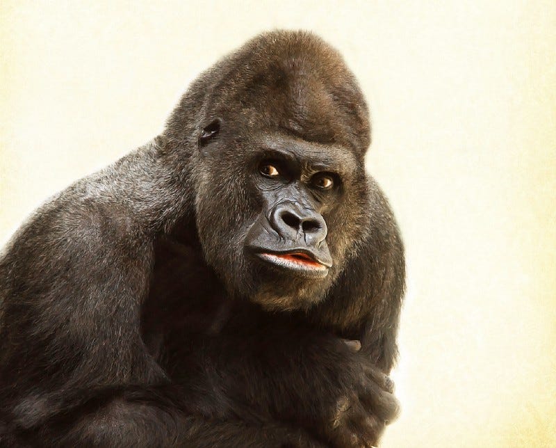 A gorilla.