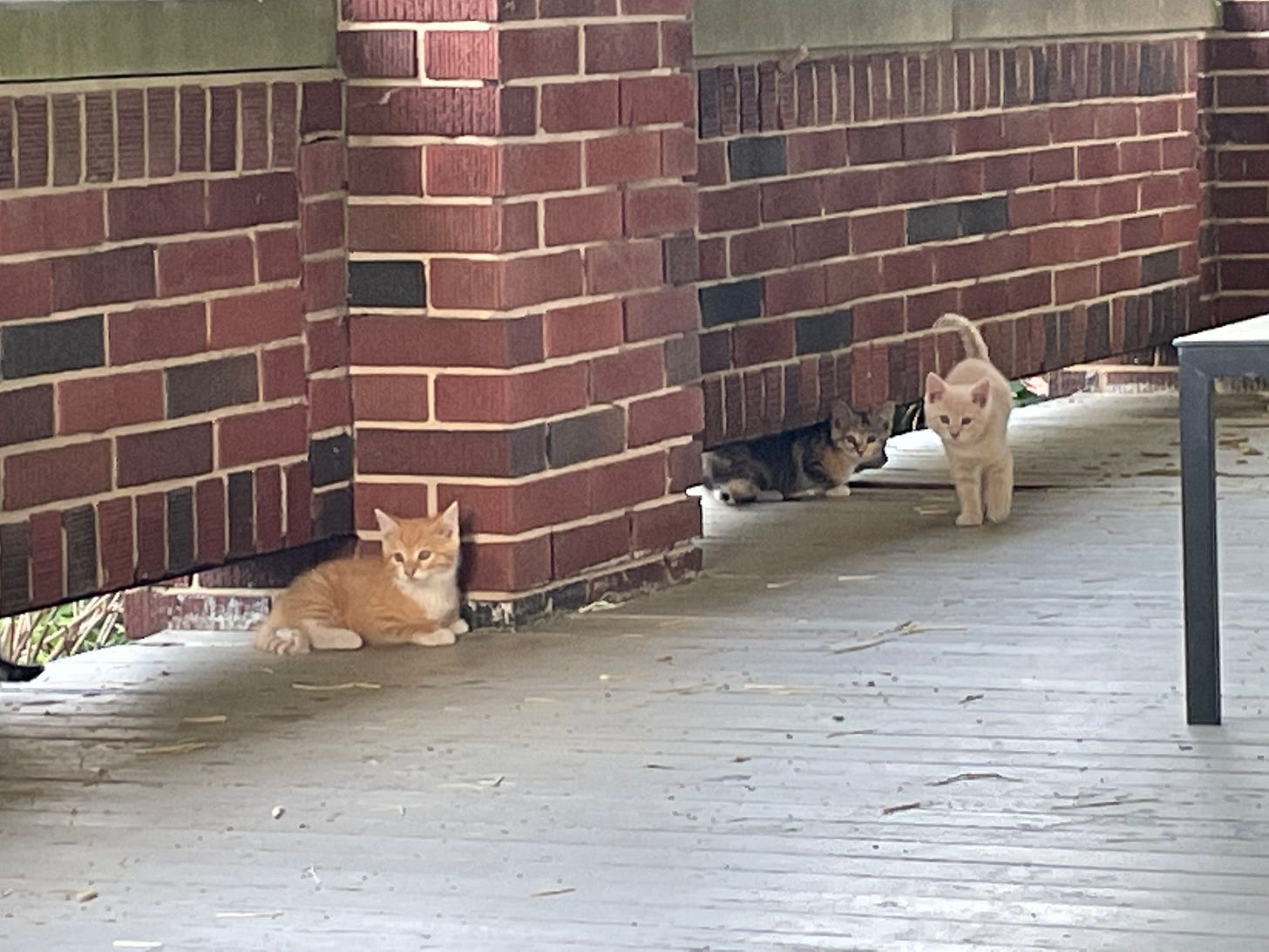 Three kittens Three kittens