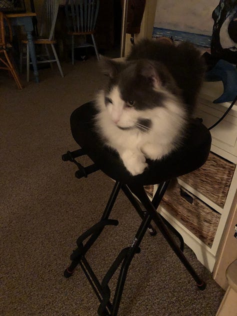 Newman's favorite poses & sleeping areas