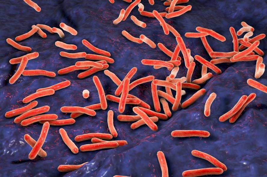 Understanding Tuberculosis from the Bacterium's Point of View | School of Medicine Understanding Tuberculosis from the Bacterium's Point of View | School of Medicine