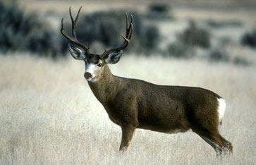mule deer standing in field of dry grass mule deer standing in field of dry grass