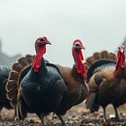 The Turkey Paradox: When Reality Exists in Three States Simultaneously