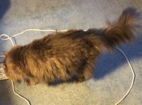 Kali_Cats'_Tails Kali_Cats'_Tails