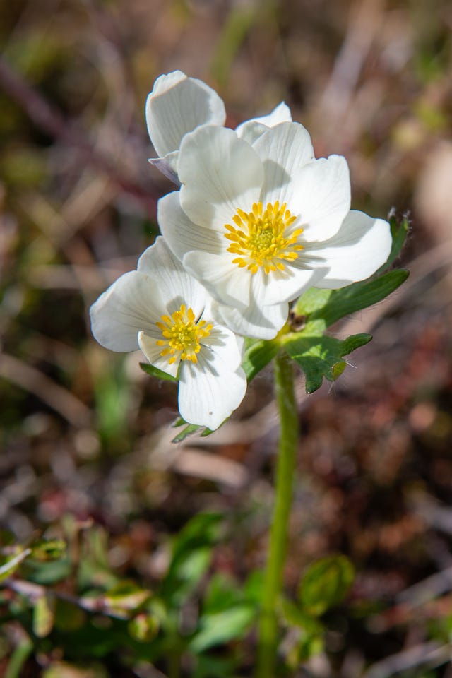 A cluster of white five-petaled flowers with dense yellow centers rises on a single green stalk above deeply divided leaves, set against a soft-focus background of brown groundcover.